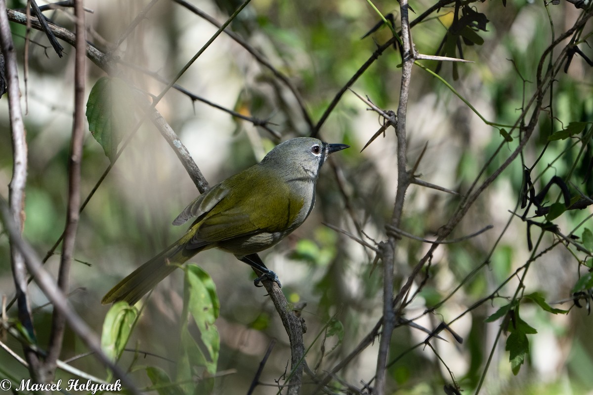 Green-tailed Warbler - ML495341051