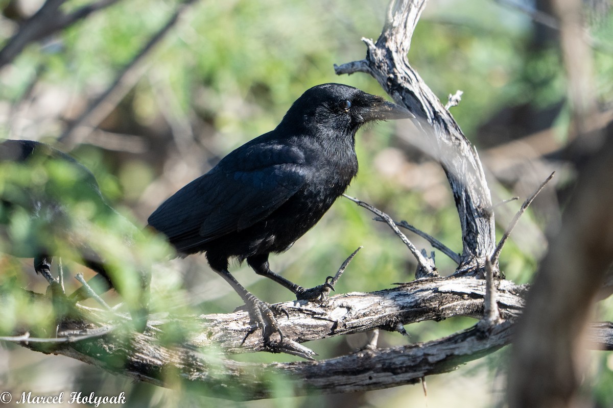 Hispaniolan Palm-Crow - Marcel Holyoak