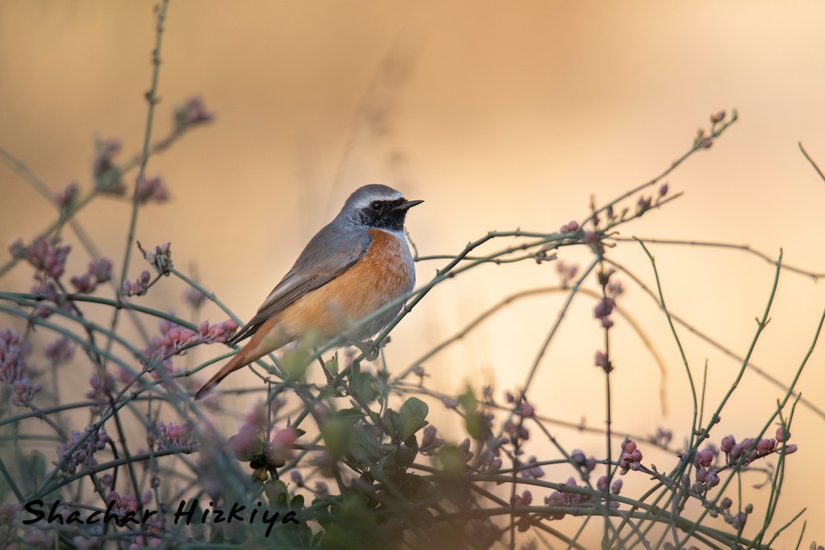 シロビタイジョウビタキ（phoenicurus） - eBird