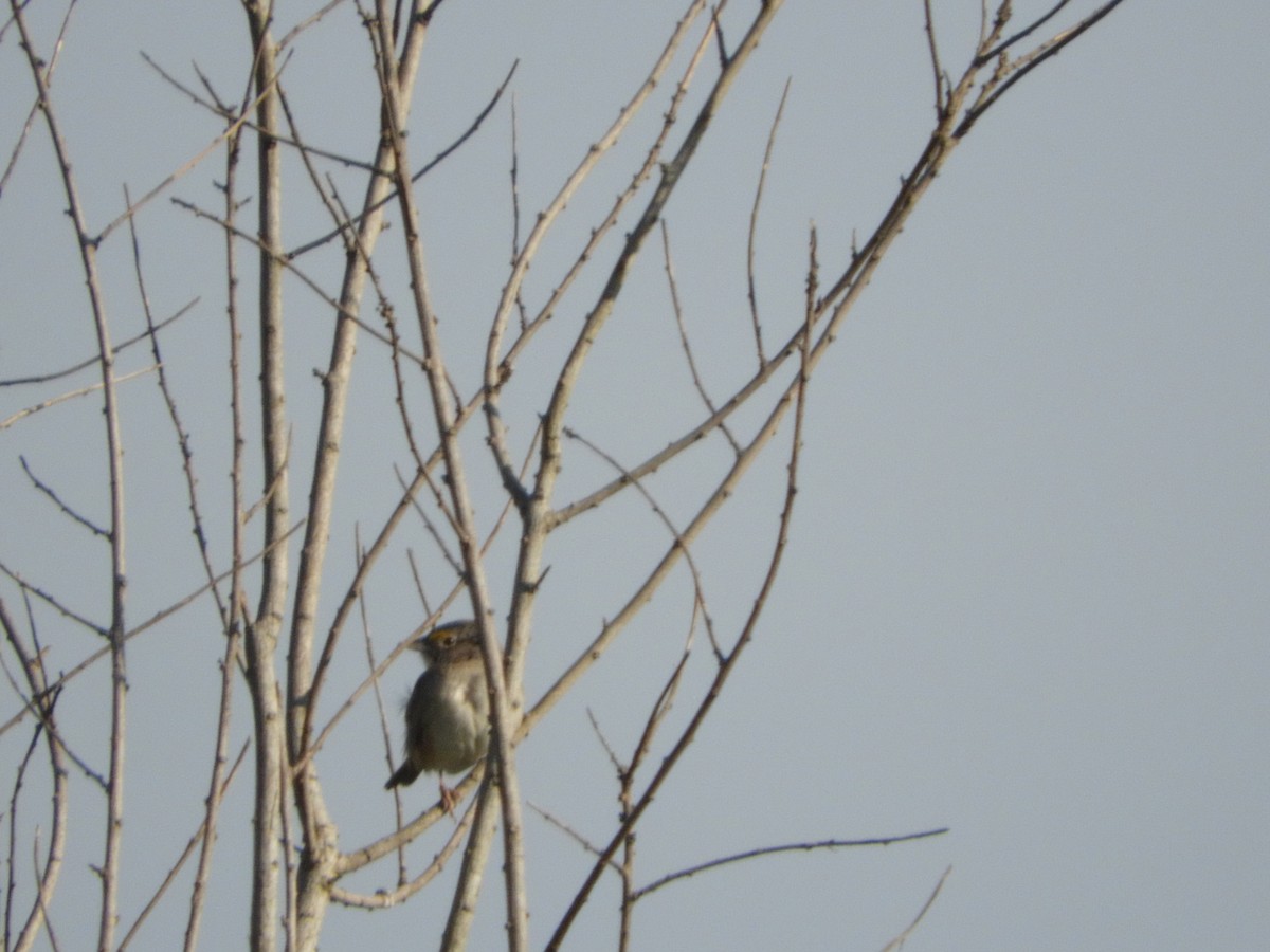Grassland Sparrow - ML495344281