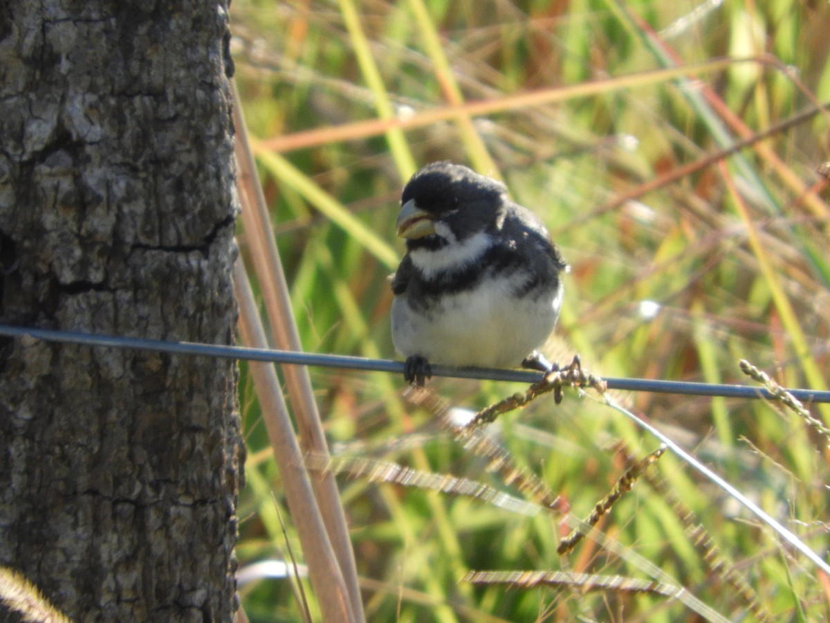 Double-collared Seedeater - ML495344891