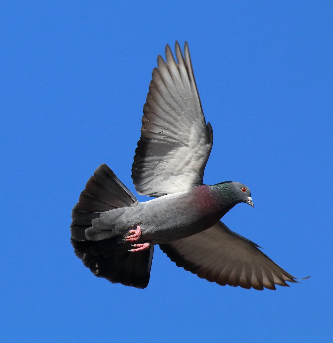 Rock Pigeon (Feral Pigeon) - Jason West