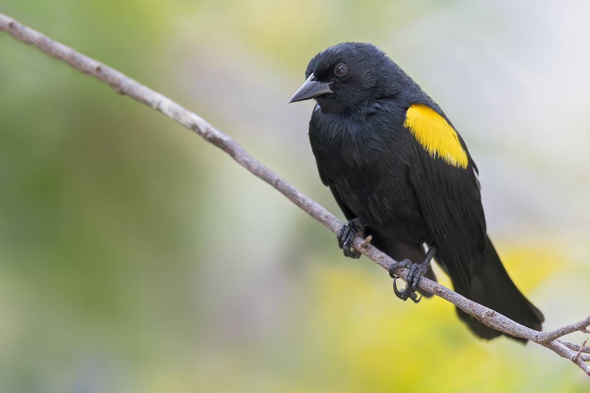 Yellow-shouldered Blackbird - ML495365401