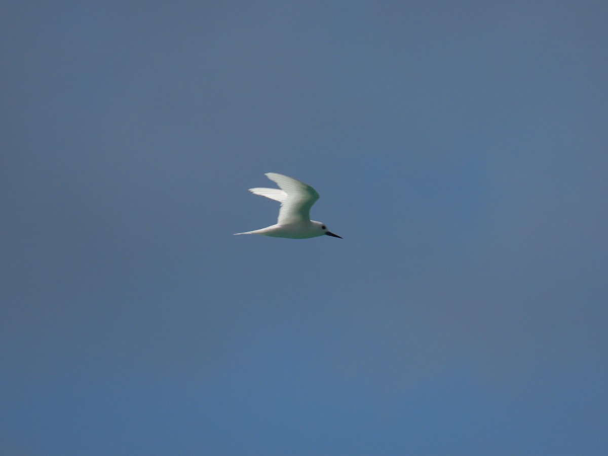White Tern - ML495368301