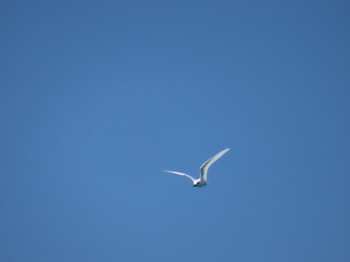 White Tern - ML495368311