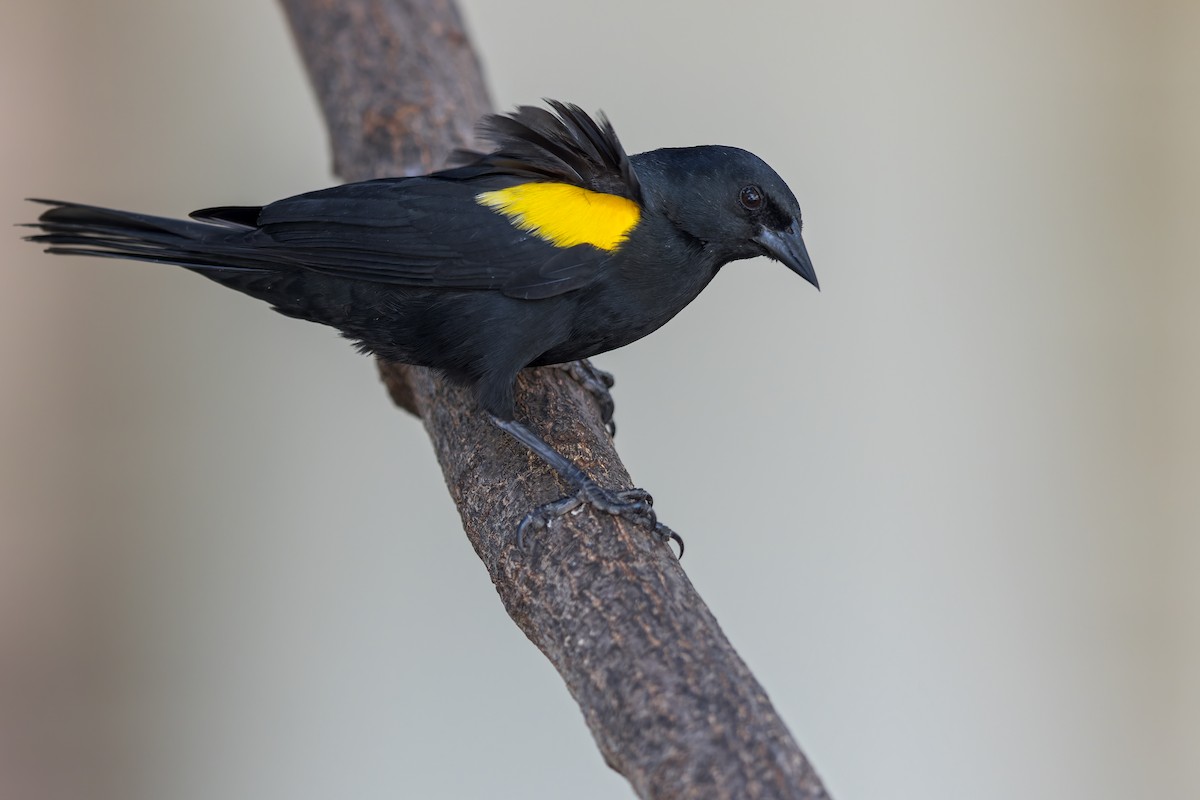 Yellow-shouldered Blackbird - ML495369041