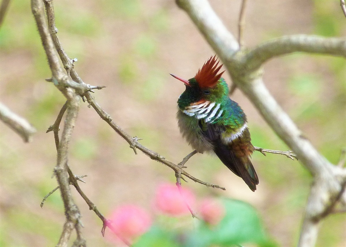 Frilled Coquette - ML495372321