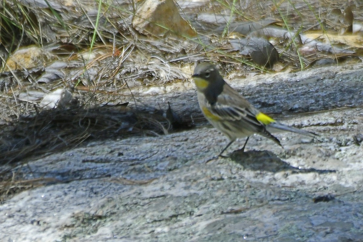 Yellow-rumped Warbler (Audubon's) - ML495372751