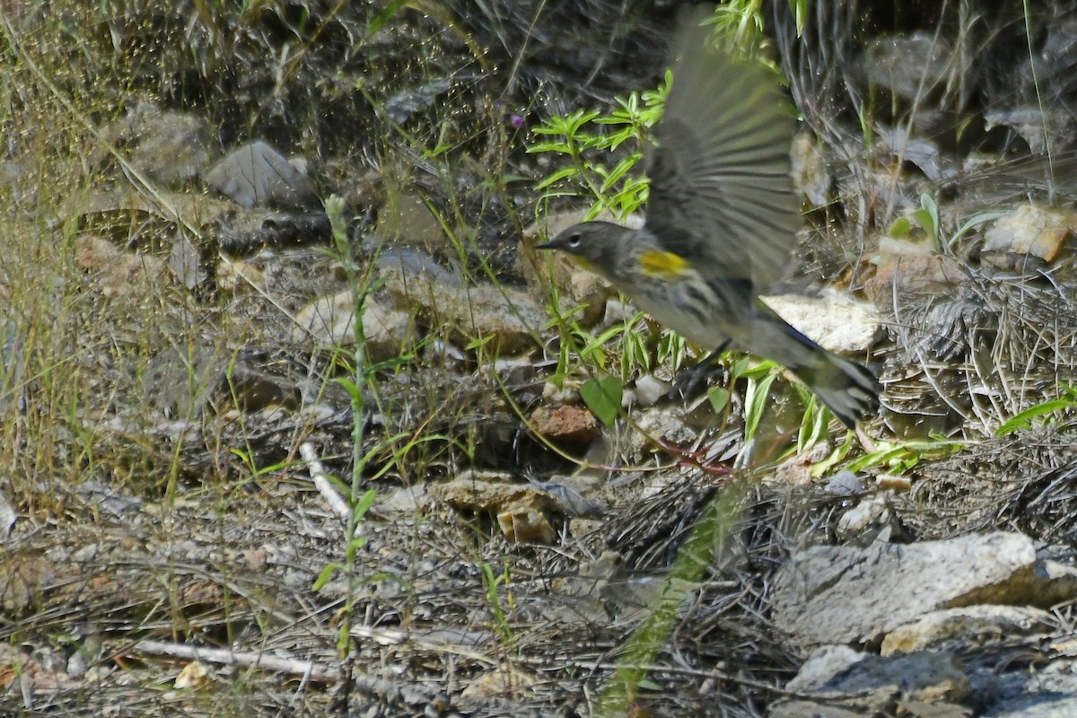 Yellow-rumped Warbler (Audubon's) - ML495372821