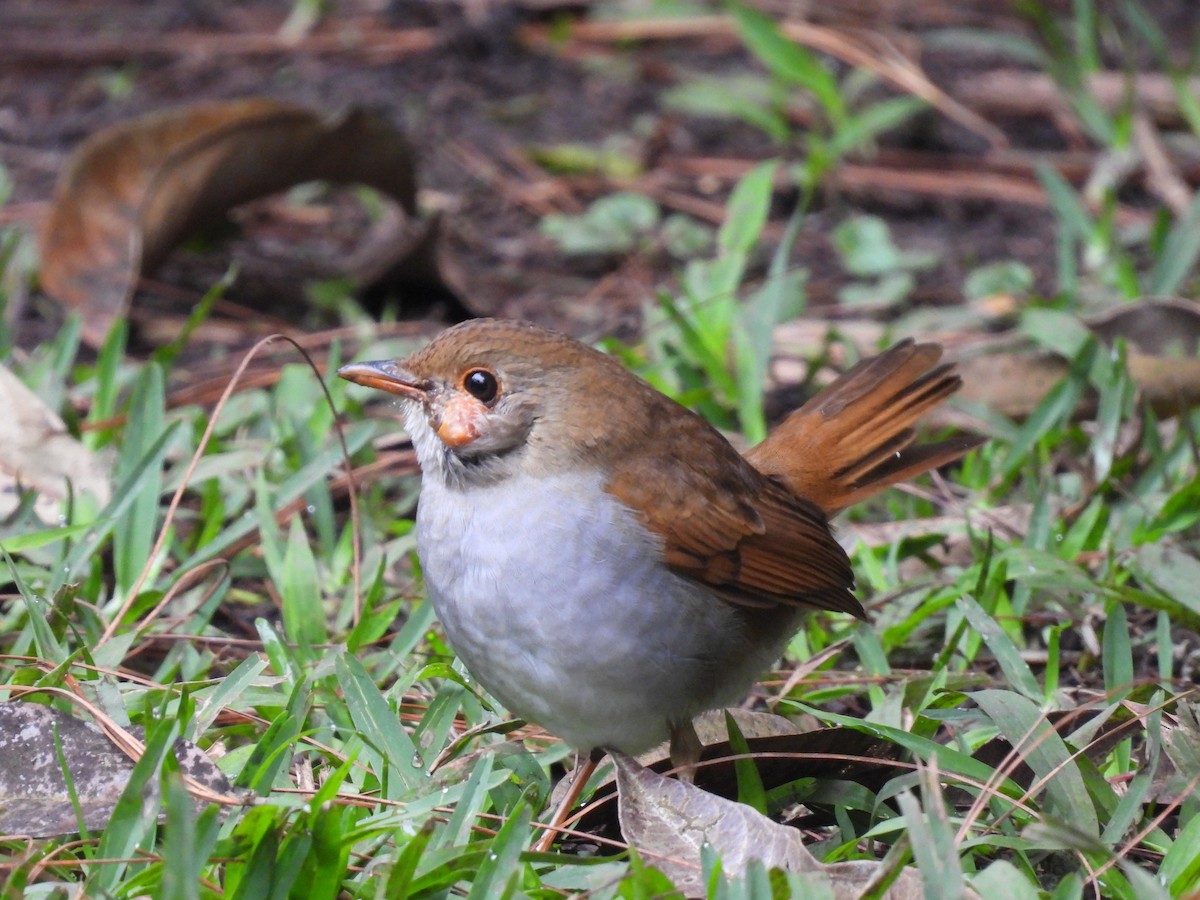Orange-billed Nightingale-Thrush (Brown-headed) - ML495378321