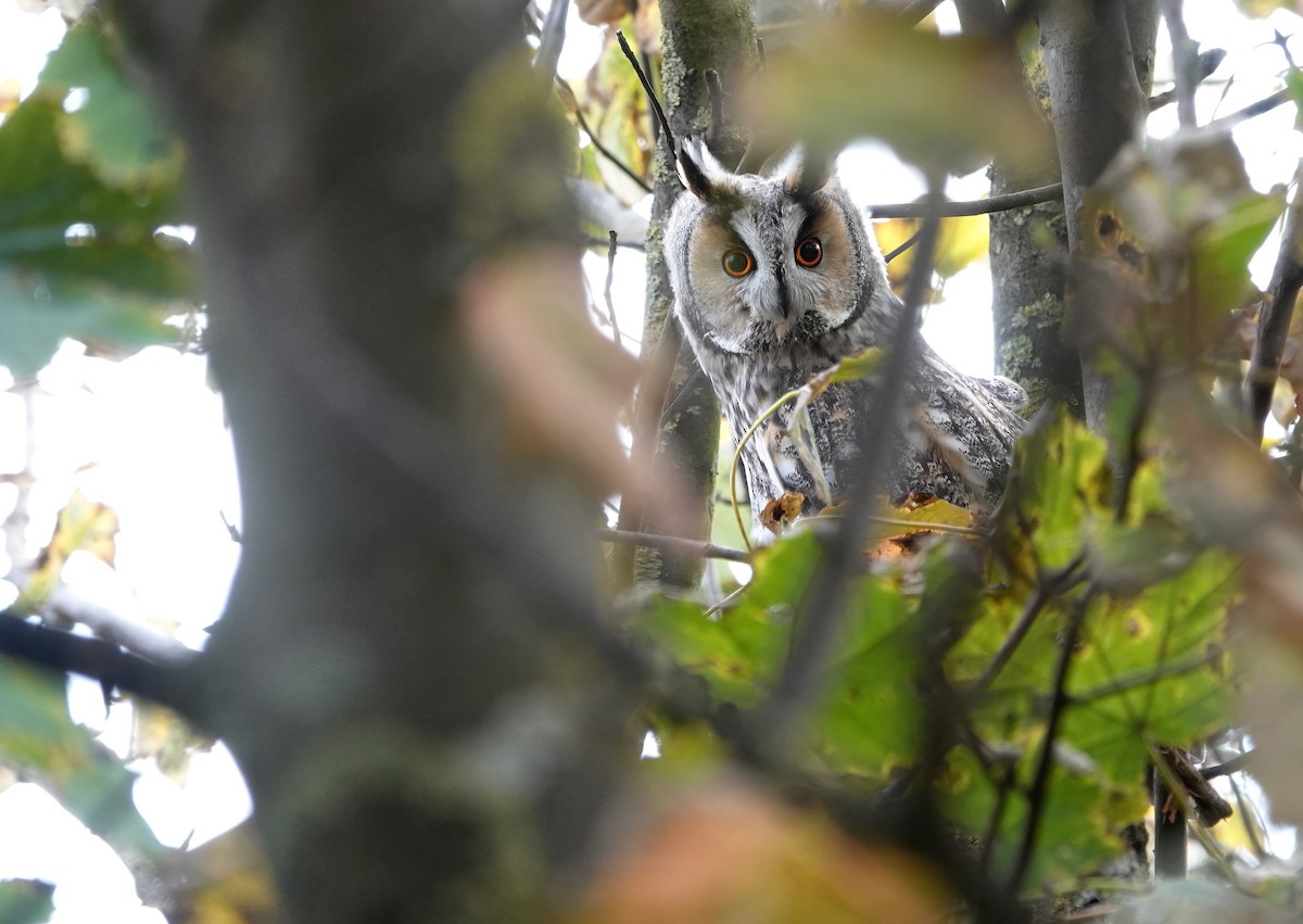 Long-eared Owl - ML495378361