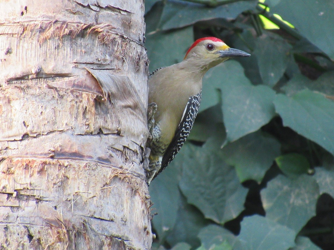 Golden-fronted Woodpecker - Edwin Calderon
