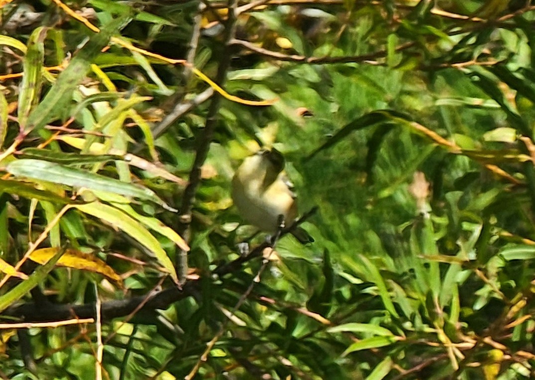 Bay-breasted Warbler - ML495385671