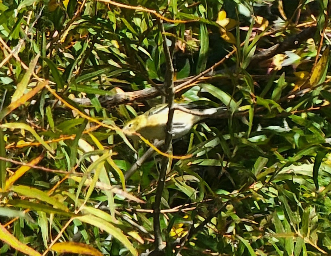 Bay-breasted Warbler - ML495385731