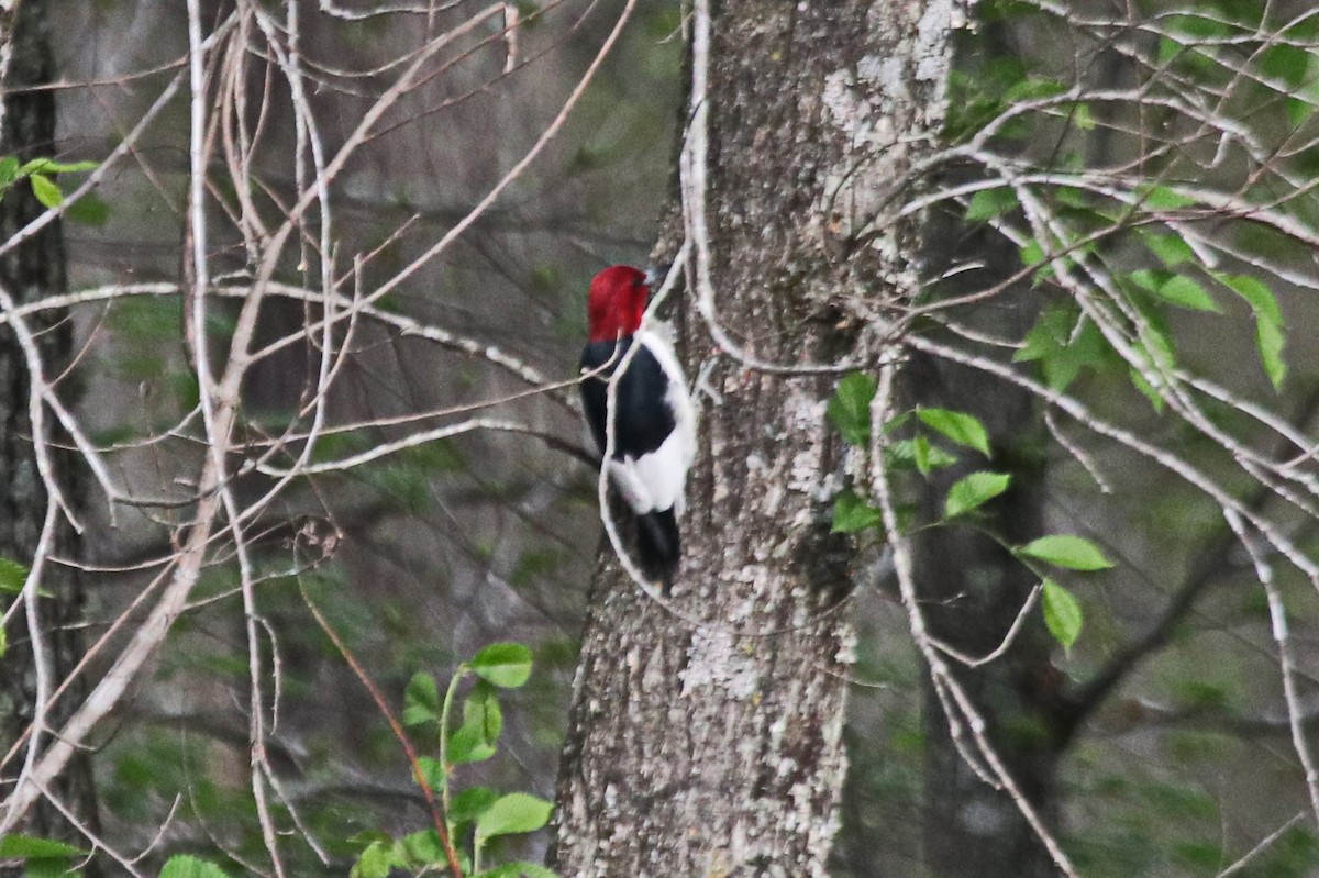 Red-headed Woodpecker - ML495389991