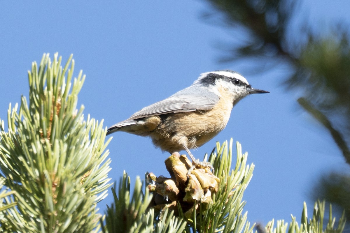 Red-breasted Nuthatch - ML495398571