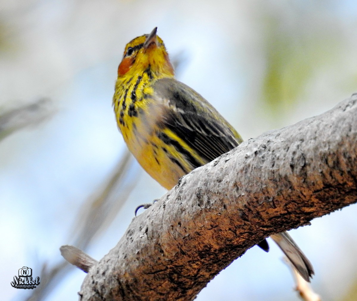 Cape May Warbler - Nick Bolanos