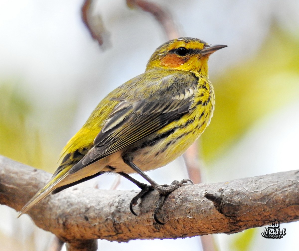 Cape May Warbler - Nick Bolanos