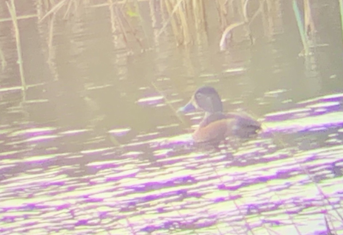 Ring-necked Duck - ML495403911