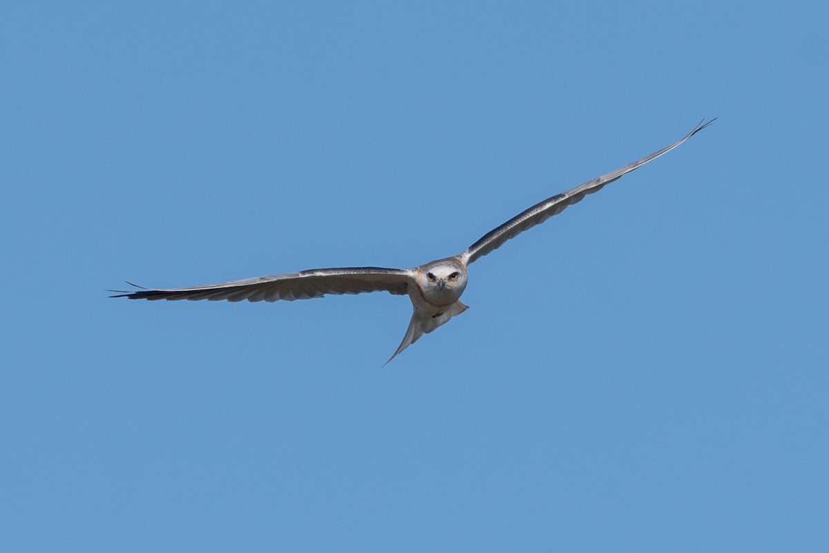 White-tailed Kite - ML495405851