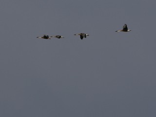 Swan Goose, ML495409231