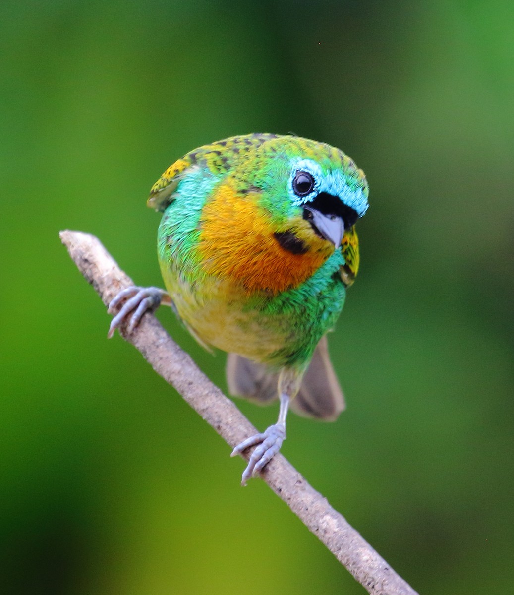 Brassy-breasted Tanager - ML495411461