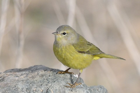 Orange crowned Warbler orestera Leiothlypis celata orestera