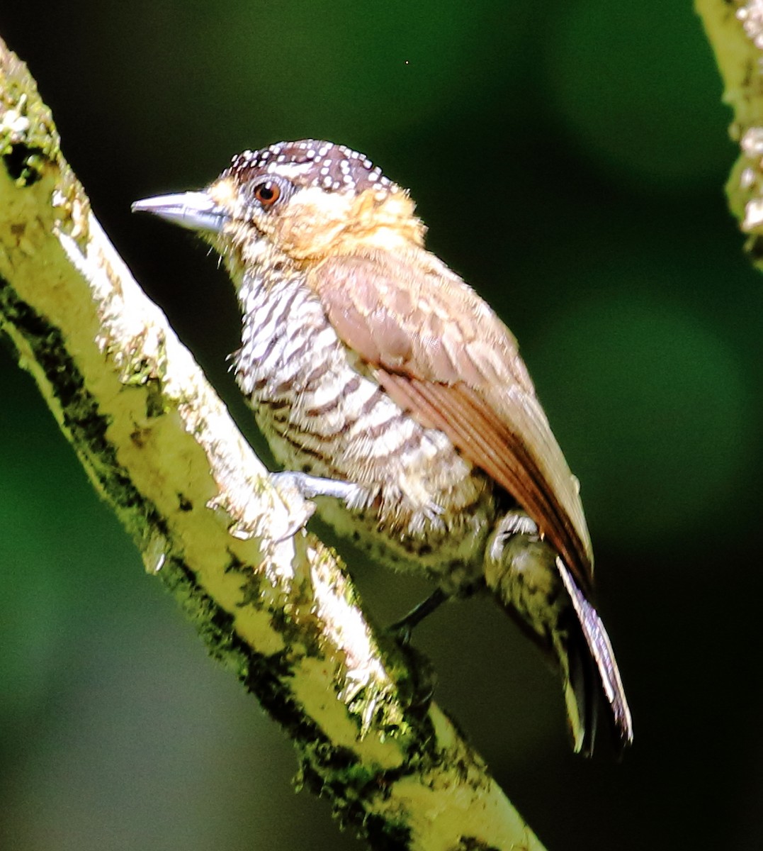 Ochre-collared Piculet - ML495415061