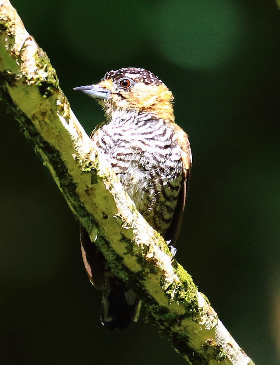Ochre-collared Piculet - ML495415071