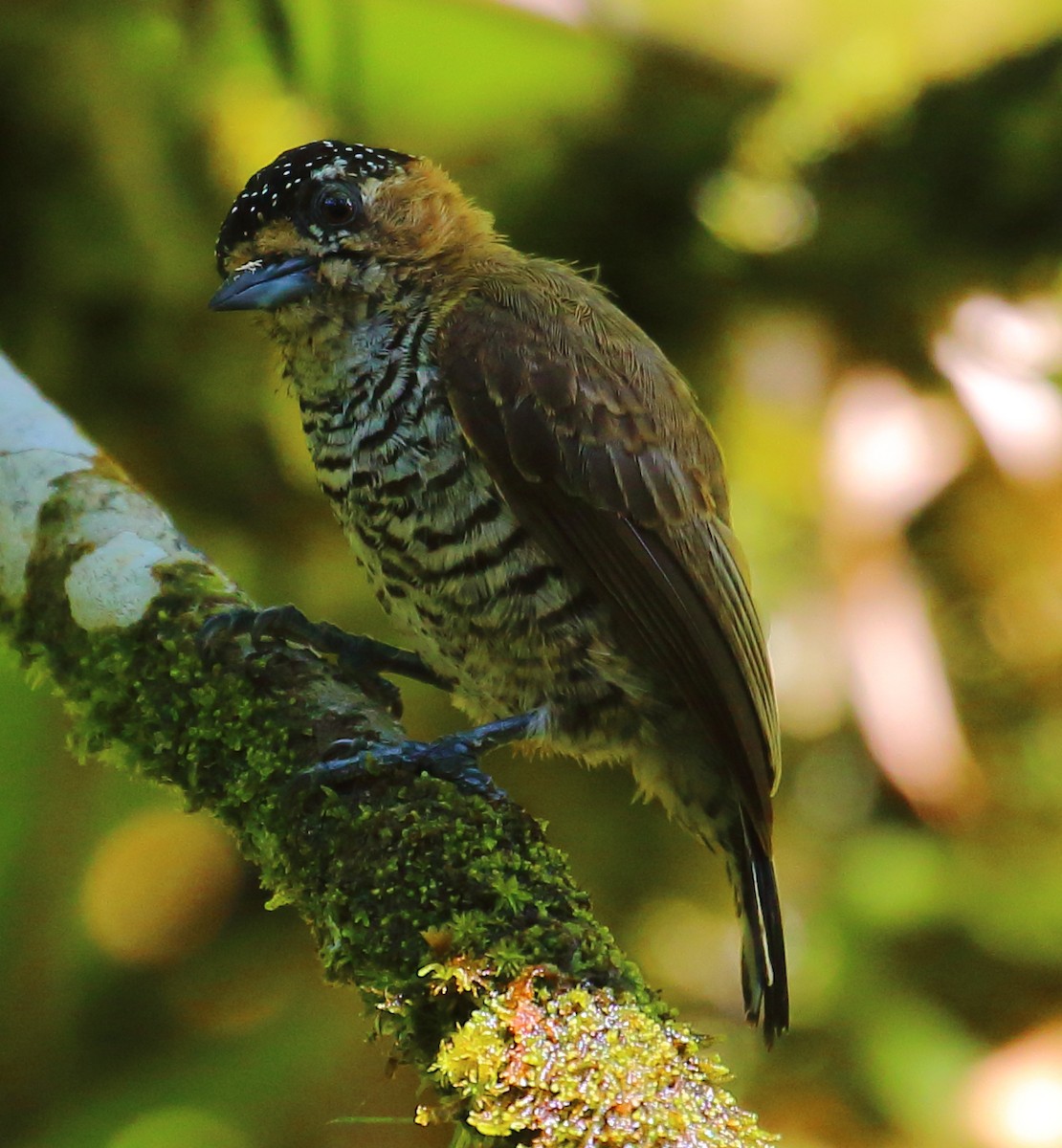 Ochre-collared Piculet - ML495415081