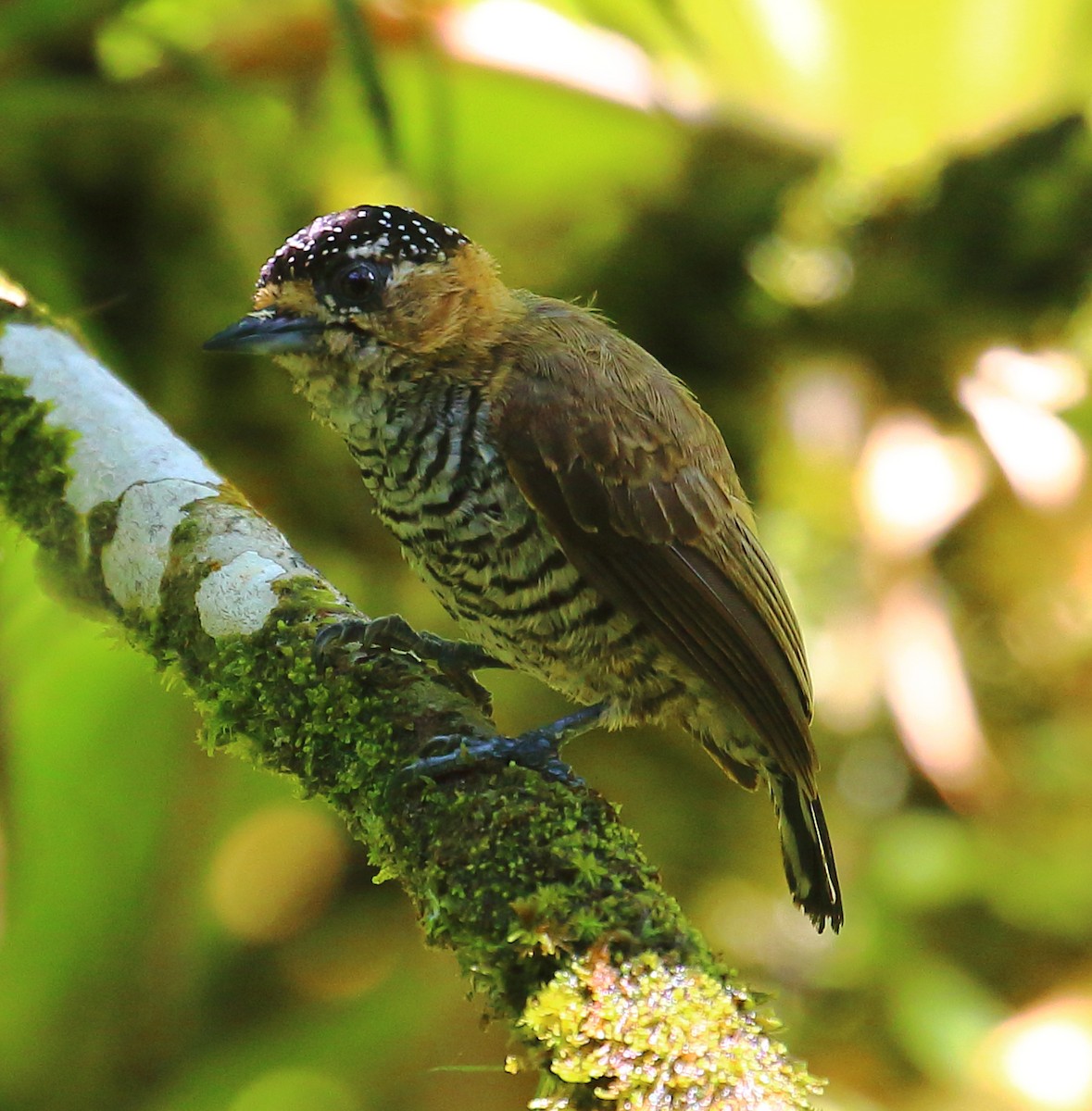 Ochre-collared Piculet - ML495415091