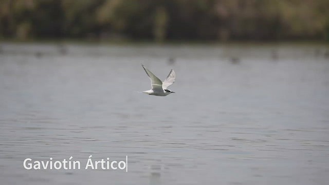 Arctic Tern - ML495420371