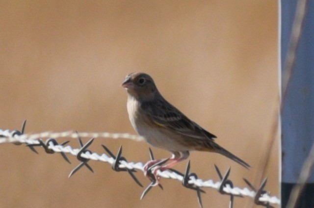 Grasshopper Sparrow - ML495420691