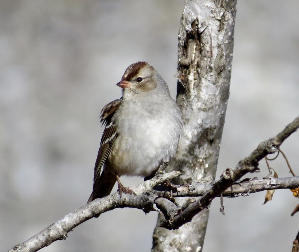 White-crowned Sparrow (Dark-lored) - ML495422181