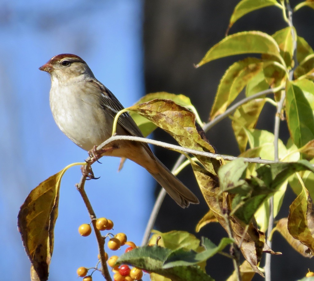 White-crowned Sparrow (Dark-lored) - ML495422221