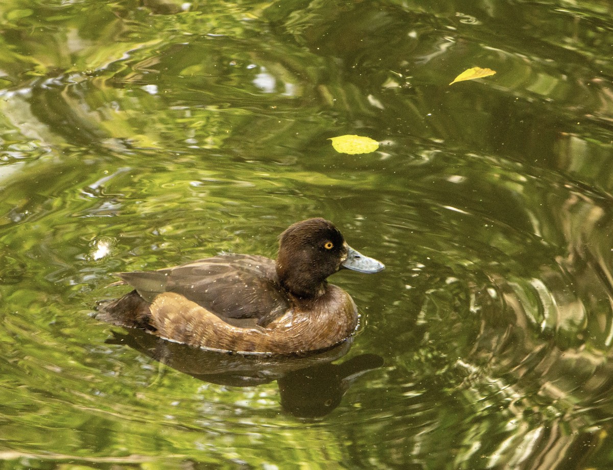 Tufted Duck - ML495423301