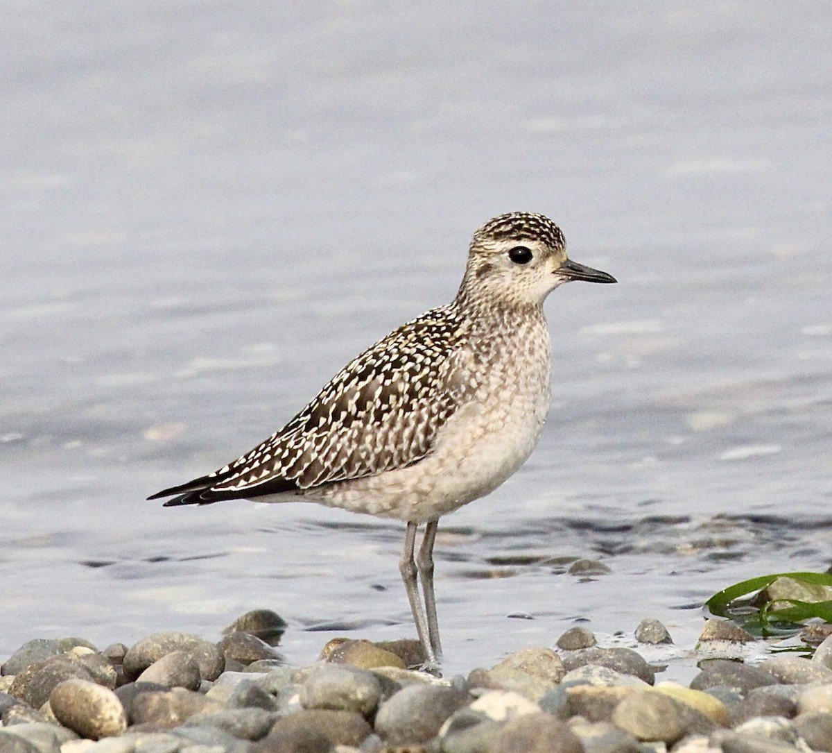 eBird Checklist - 19 Oct 2022 - Tulalip Bay (Tulalip Reservation) - 40 ...