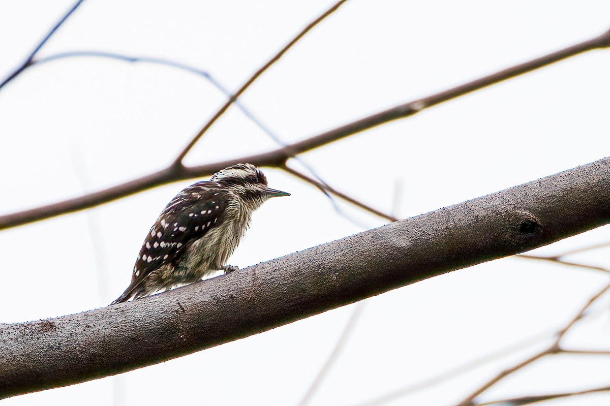 Sunda Pygmy Woodpecker - Gustino Lanese