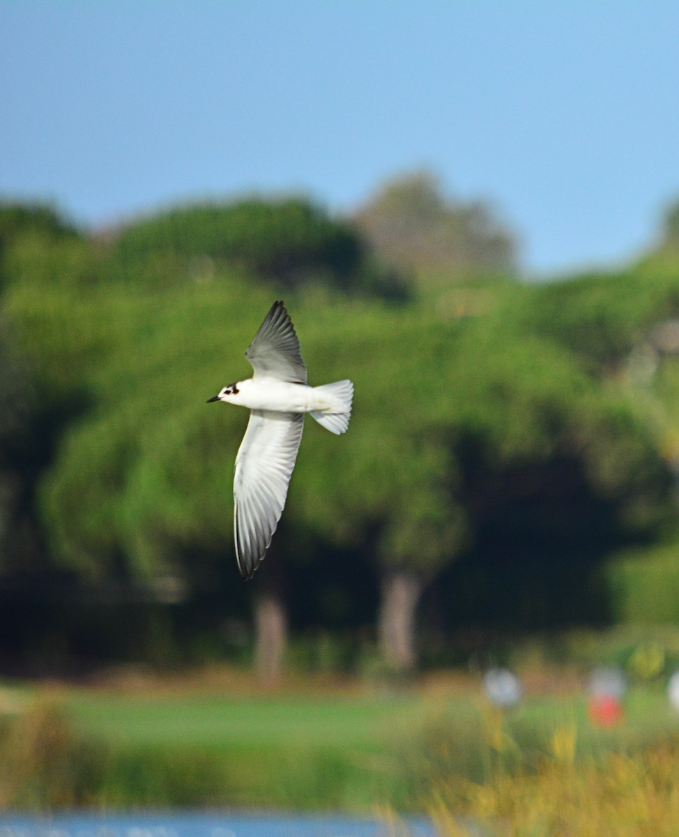White-winged Tern - ML495429641