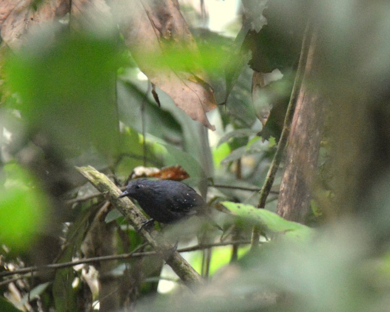 Slate-colored Antbird - Otto Valerio   Amazonas Birding