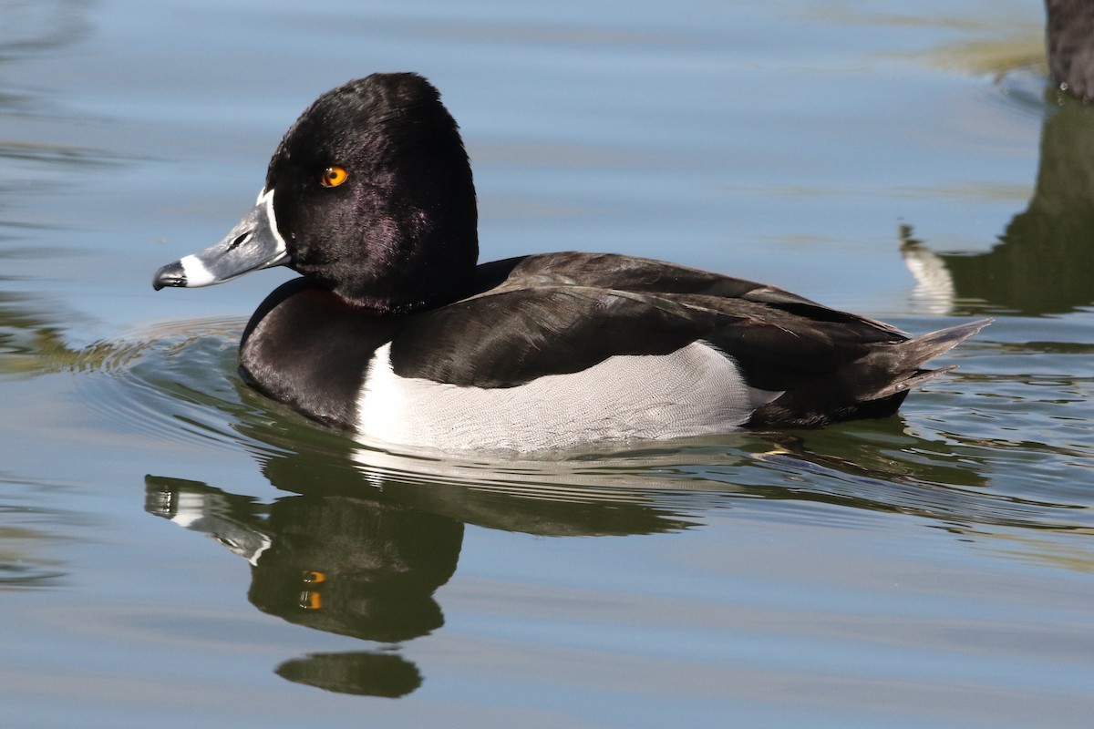 Ring-necked Duck - Louis Hoeniger