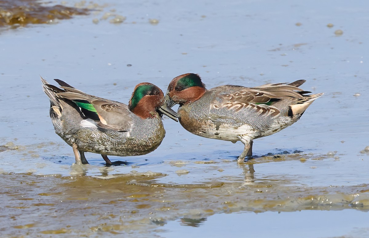 Green-winged Teal - ML495444161
