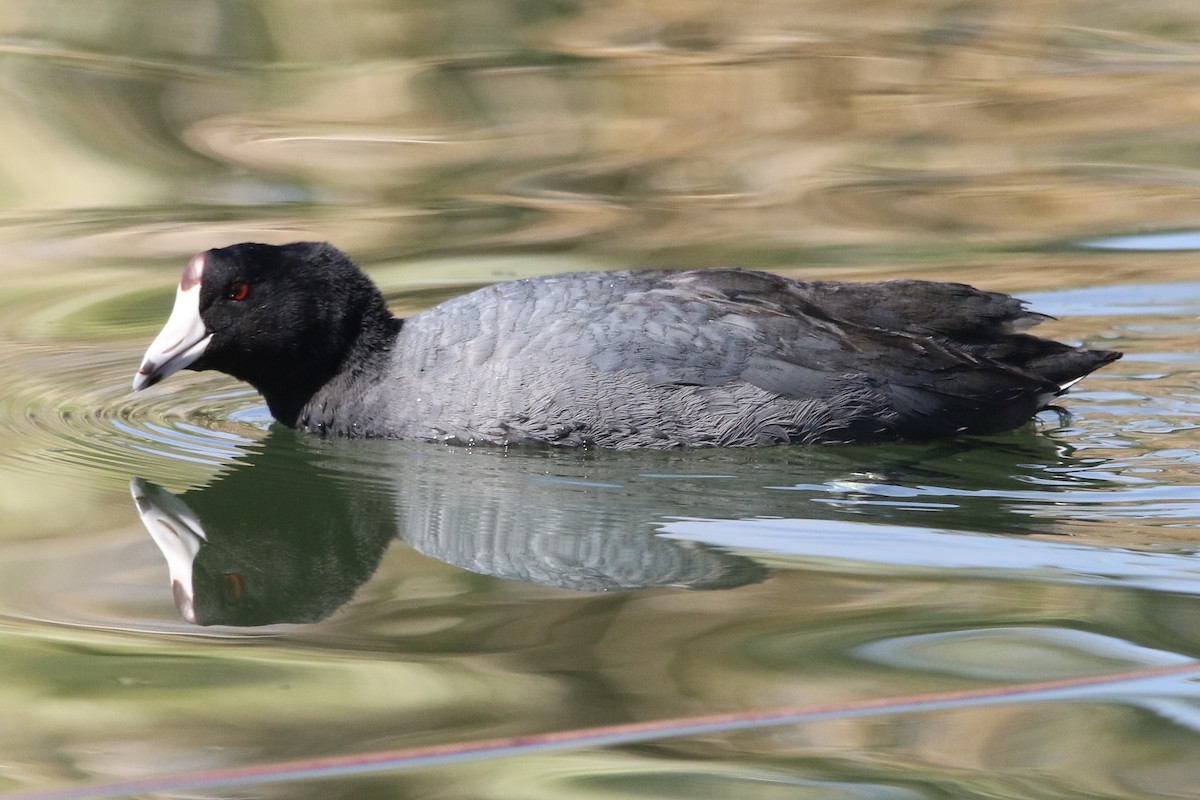 American Coot (Red-shielded) - ML49544421