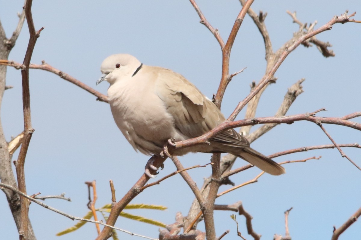 Eurasian Collared-Dove - Louis Hoeniger