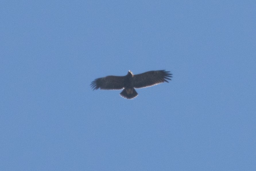 Lesser Spotted Eagle - ML495446011