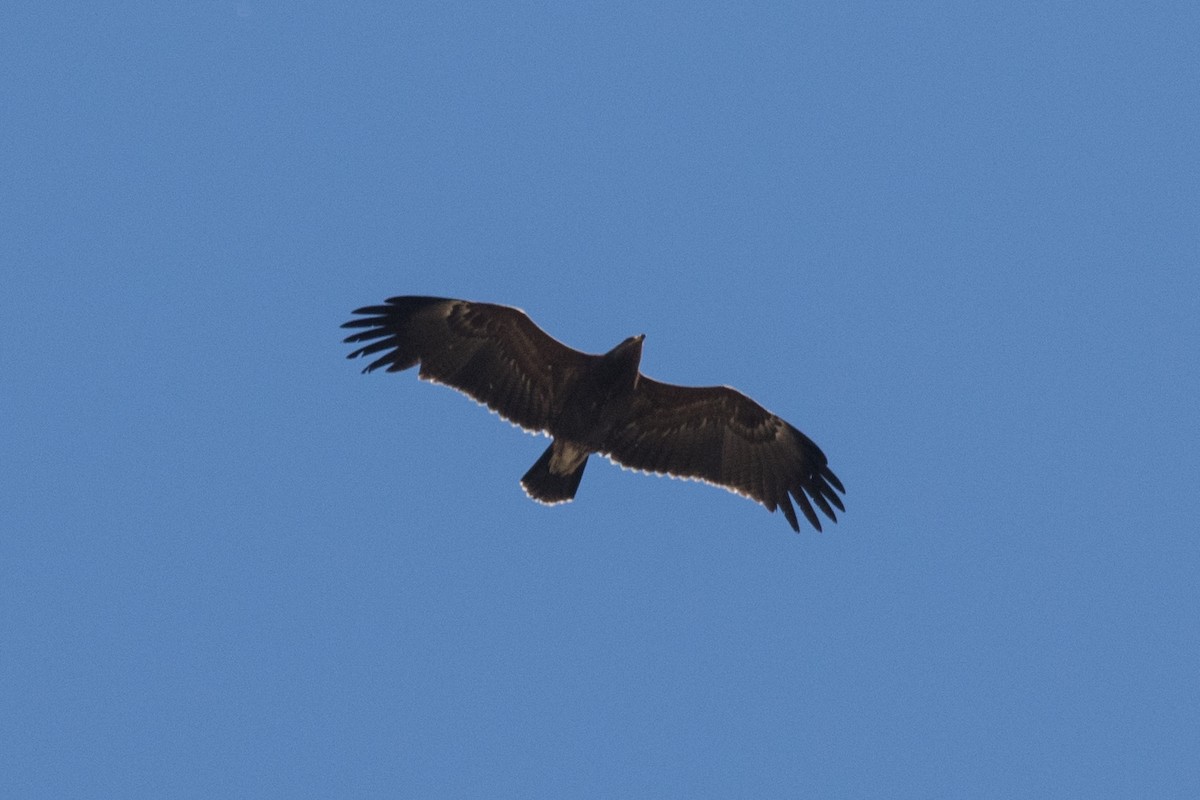 Lesser Spotted Eagle - ML495446121