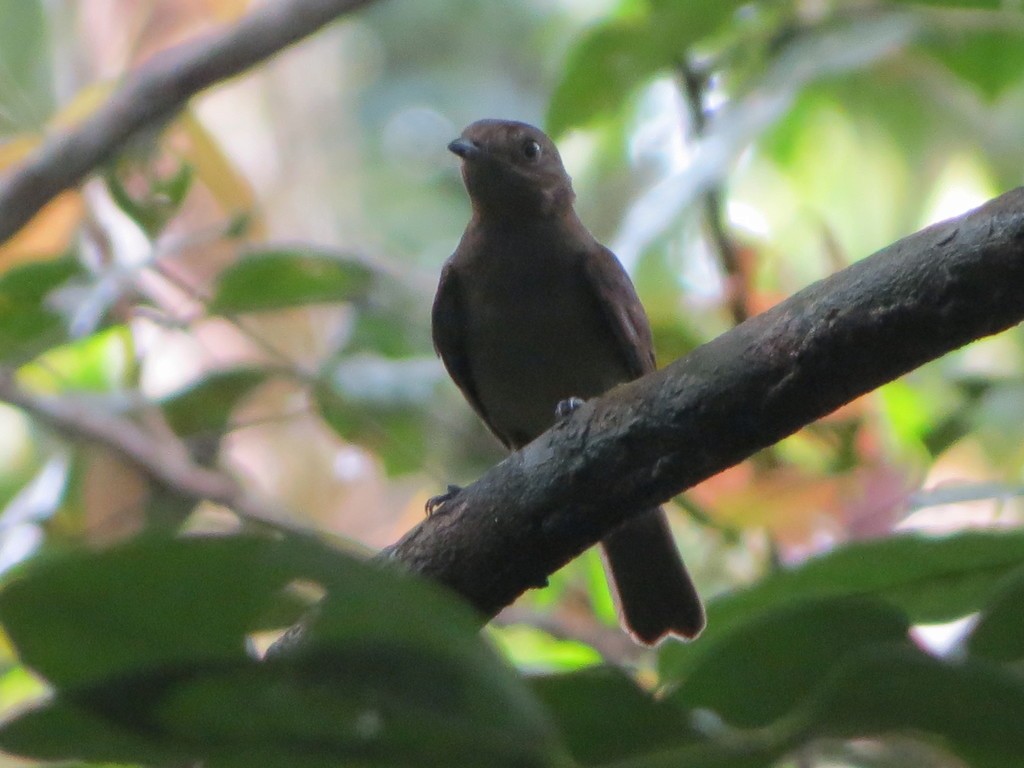 Brown-winged Schiffornis - ML495447291