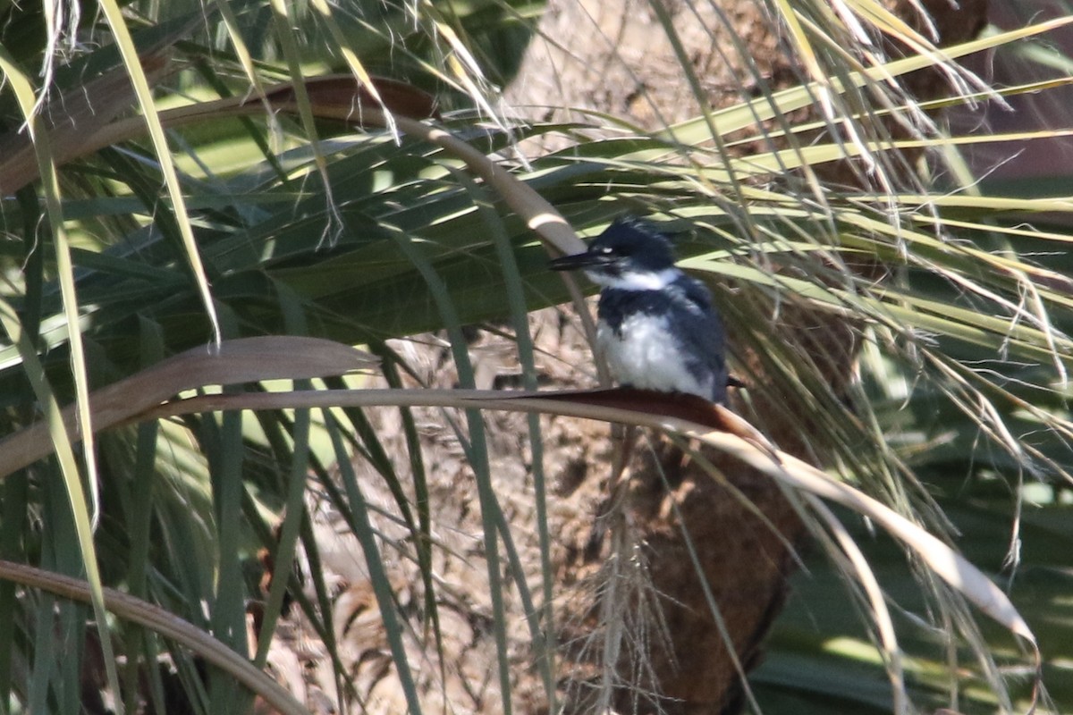 Belted Kingfisher - ML49544771