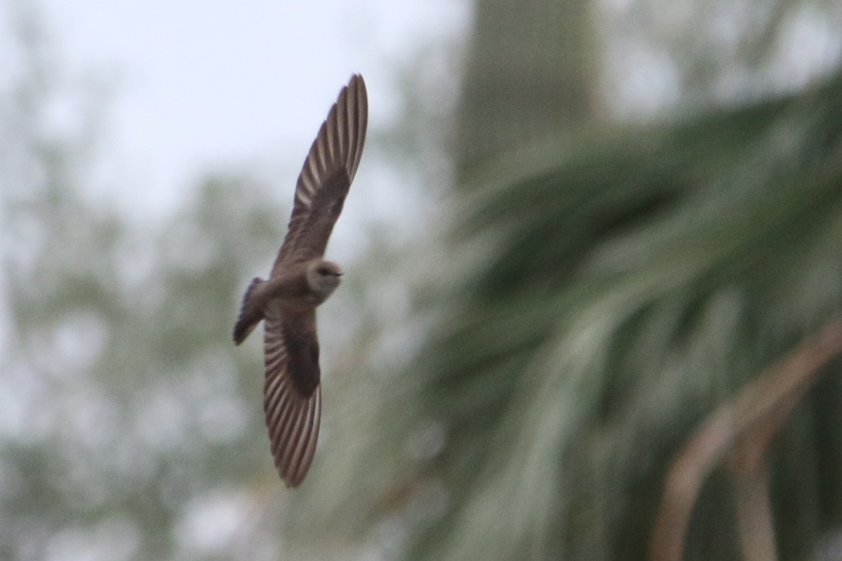 Northern Rough-winged Swallow - ML49544901
