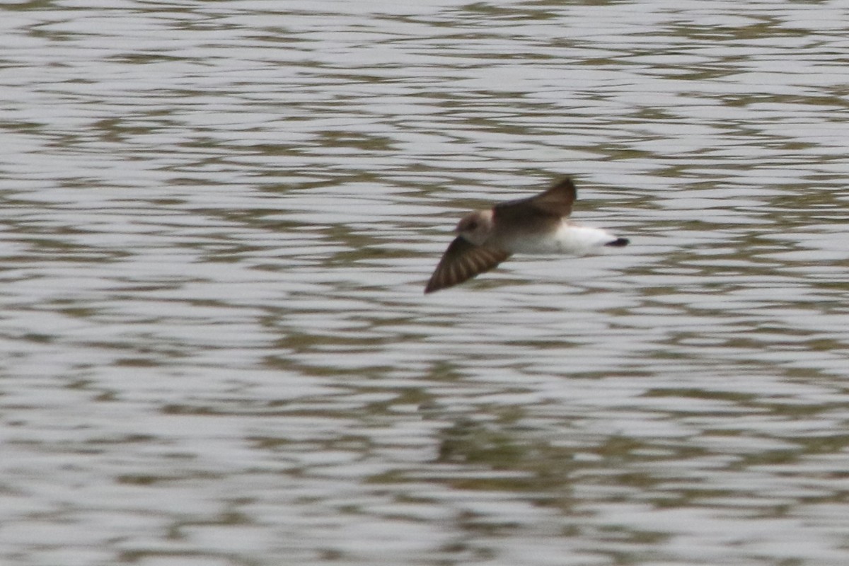 Northern Rough-winged Swallow - ML49544921